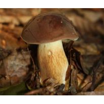 Hřib hnědý ( Boletus badius ) mykorhyzní mycelium