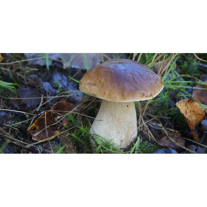 Hřib smrkový ( Boletus edulis ) mykorhyzní mycelium 0.2 Kg HOBY Sklad3 PO-SM-HS