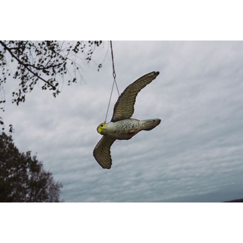 Letiaci sokol-strašiak vtákov a hlodavcov