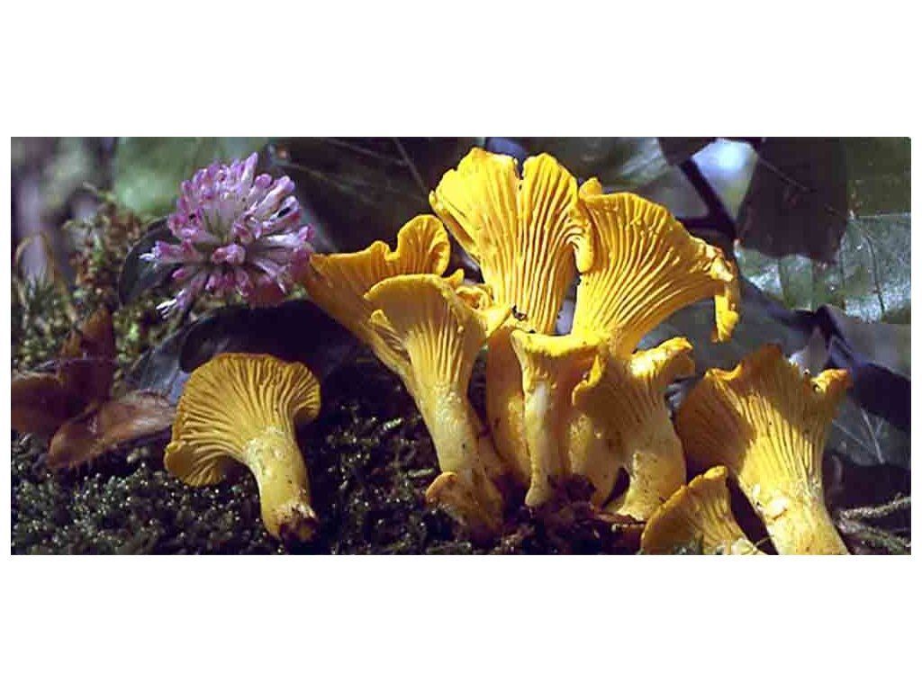 Liška obecná ( Cantharellus cibarius ) mykorhyzní mycelium 0.200 Kg HOBY Sklad3 PO-SM-LO 5903111428495