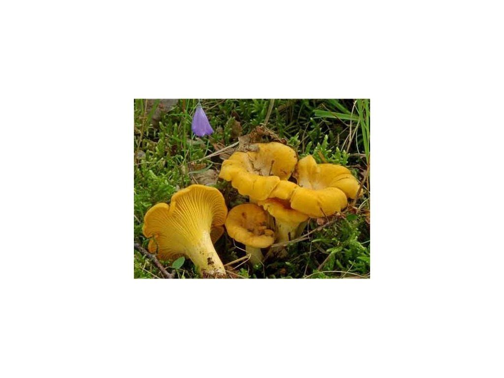 Liška obecná ( Cantharellus cibarius ) mykorhyzní mycelium 0.200 Kg HOBY Sklad3 PO-SM-LO 5903111428495