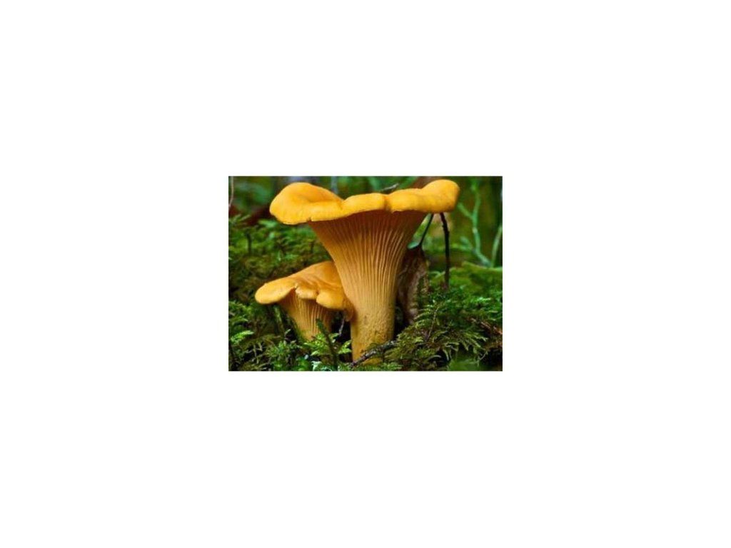 Liška obecná ( Cantharellus cibarius ) mykorhyzní mycelium 0.200 Kg HOBY Sklad3 PO-SM-LO 5903111428495