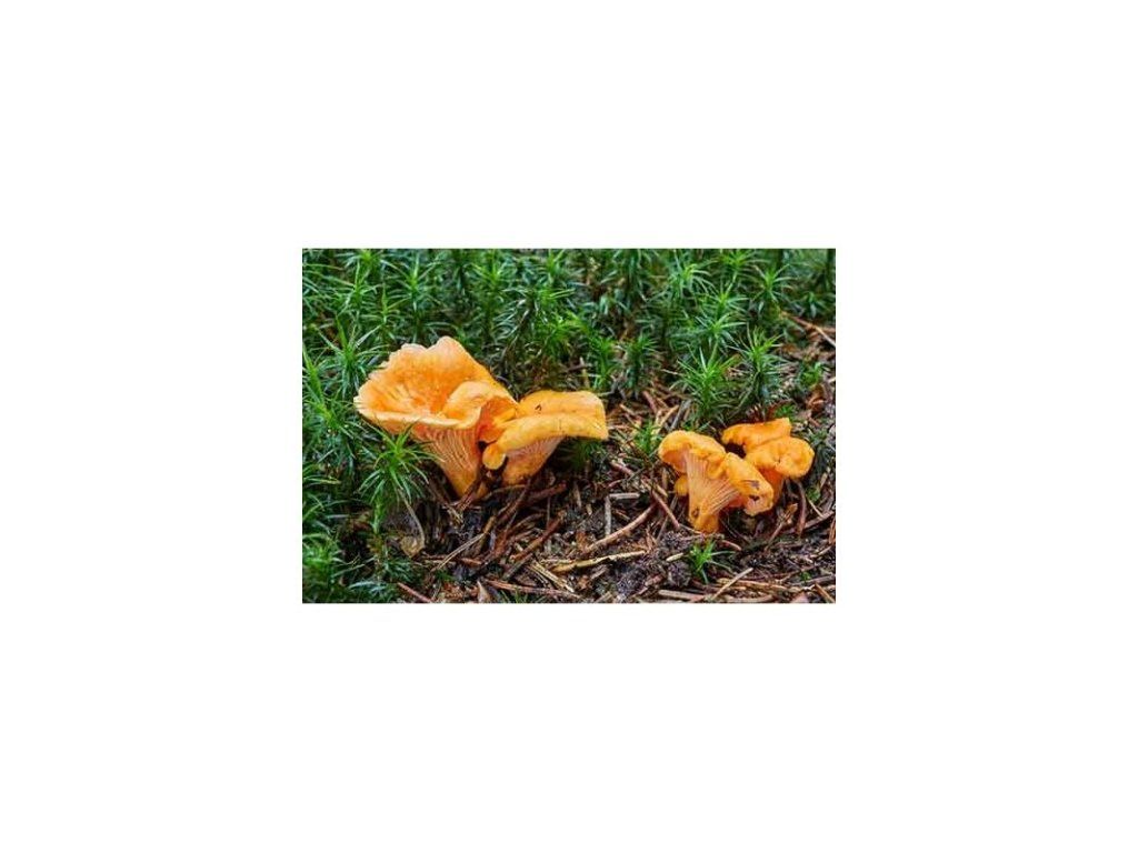 Liška obecná ( Cantharellus cibarius ) mykorhyzní mycelium 0.200 Kg HOBY Sklad3 PO-SM-LO 5903111428495